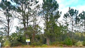 Terreno R�stico - Balazar, P�voa de Varzim, Porto - Miniatura: 12/12