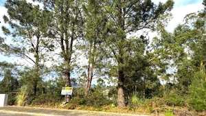 Terreno R�stico - Balazar, P�voa de Varzim, Porto - Miniatura: 11/12