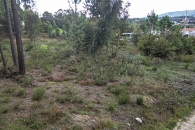 Terreno R�stico - Ucha, Barcelos, Braga - Miniatura: 19/22