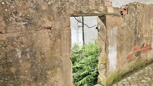 Terreno Rstico T0 - Ereira, Montemor-o-Velho, Coimbra - Miniatura: 16/27