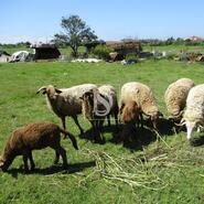 Moradia T3 - Maiorca, Figueira da Foz, Coimbra - Miniatura: 2/5