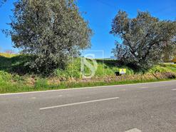Terreno R�stico - Alqueid�o, Figueira da Foz, Coimbra - Miniatura: 10/26