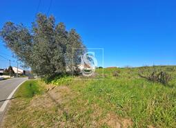 Terreno R�stico - Alqueid�o, Figueira da Foz, Coimbra - Miniatura: 16/26