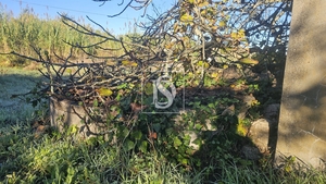 Terreno R�stico - Alqueid�o, Figueira da Foz, Coimbra - Miniatura: 6/41