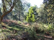 Terreno Rstico - Marinha Grande, Marinha Grande, Leiria - Miniatura: 2/8