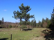 Terreno Rstico - Marinha Grande, Marinha Grande, Leiria - Miniatura: 4/8
