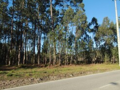 Terreno Rstico - Marinha Grande, Marinha Grande, Leiria