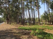 Terreno Rstico - Marinha Grande, Marinha Grande, Leiria - Miniatura: 1/5