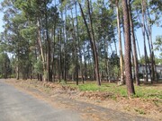 Terreno Rstico - Marinha Grande, Marinha Grande, Leiria - Miniatura: 4/5