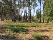 Terreno Rstico - Marinha Grande, Marinha Grande, Leiria - Miniatura: 5/5