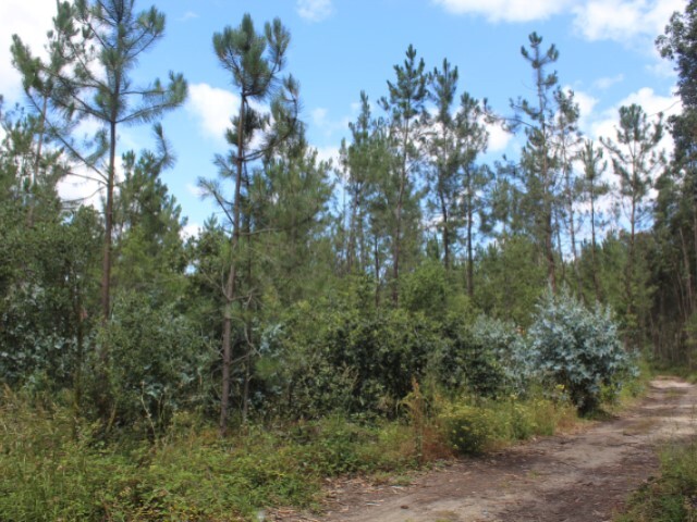 Terreno R�stico - Marinha Grande, Marinha Grande, Leiria - Imagem grande