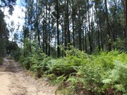 Terreno R�stico - Marinha Grande, Marinha Grande, Leiria - Miniatura: 4/7