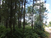 Terreno R�stico - Marinha Grande, Marinha Grande, Leiria - Miniatura: 5/7
