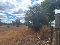 Terreno R�stico - Ponte de Sor, Ponte de Sor, Portalegre - Miniatura: 2/19