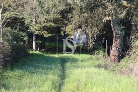Terreno Rstico T0 - Abrantes, Abrantes, Santarm - Miniatura: 2/21