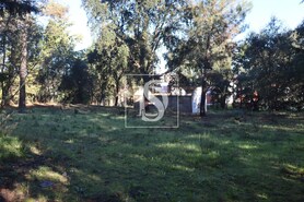 Terreno Rstico T0 - Abrantes, Abrantes, Santarm - Miniatura: 14/21
