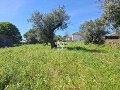Terreno R�stico T0 - Valhascos, Sardoal, Santar�m - Miniatura: 4/10