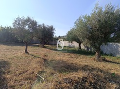 Terreno Rstico T0 - Abrantes, Abrantes, Santarm - Miniatura: 10/11