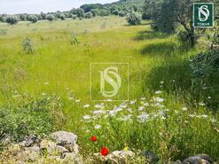Terreno R�stico - Ch�os, Ferreira do Z�zere, Santar�m - Miniatura: 5/8