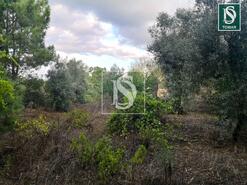 Terreno R�stico - Serra, Tomar, Santar�m - Miniatura: 1/6