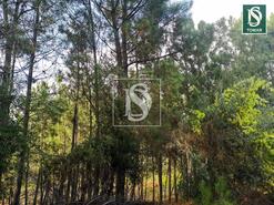 Terreno R�stico - Serra, Tomar, Santar�m - Miniatura: 2/6