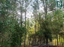 Terreno R�stico - Serra, Tomar, Santar�m - Miniatura: 3/6