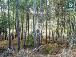 Terreno R�stico - Serra, Tomar, Santar�m - Miniatura: 4/6