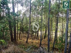 Terreno R�stico - Serra, Tomar, Santar�m - Miniatura: 5/6