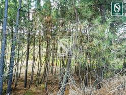 Terreno R�stico - Serra, Tomar, Santar�m - Miniatura: 6/6