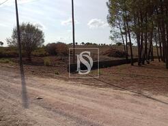 Terreno R�stico - Serra, Tomar, Santar�m - Miniatura: 4/14