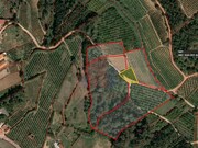 Terreno R�stico - A dos Negros, �bidos, Leiria - Miniatura: 1/7