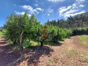 Terreno R�stico - A dos Negros, �bidos, Leiria - Miniatura: 3/7