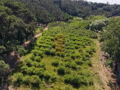 Terreno R�stico - A dos Negros, �bidos, Leiria