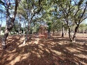 Terreno R�stico - Tornada, Caldas da Rainha, Leiria - Miniatura: 2/9