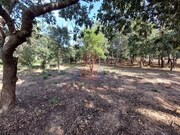 Terreno R�stico - Tornada, Caldas da Rainha, Leiria - Miniatura: 4/9
