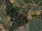 Terreno R�stico - A dos Negros, �bidos, Leiria - Miniatura: 2/9