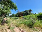 Terreno R�stico - A dos Negros, �bidos, Leiria - Miniatura: 9/9