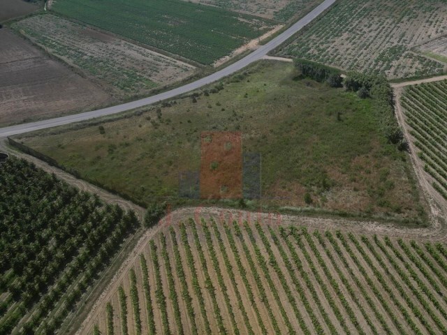 Terreno R�stico - Reguengo Grande, Lourinh�, Lisboa - Imagem grande
