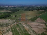 Terreno R�stico - Reguengo Grande, Lourinh�, Lisboa - Miniatura: 2/8