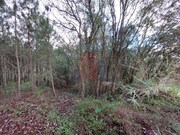 Terreno R�stico - Salir de Matos, Caldas da Rainha, Leiria - Miniatura: 3/9
