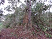 Terreno R�stico - Salir de Matos, Caldas da Rainha, Leiria - Miniatura: 7/9