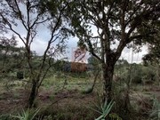 Terreno R�stico - Salir de Matos, Caldas da Rainha, Leiria - Miniatura: 9/9