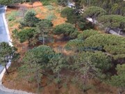 Terreno Urbano - Vau, bidos, Leiria - Miniatura: 3/9