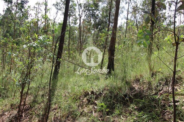 Terreno R�stico - Silveiros e Rio Covo, Barcelos, Braga - Imagem grande