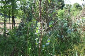 Terreno R�stico - Silveiros e Rio Covo, Barcelos, Braga - Miniatura: 6/6