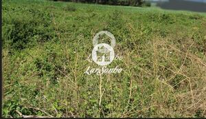 Terreno R�stico - Silveiros e Rio Covo, Barcelos, Braga - Miniatura: 18/21