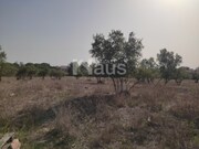 Terreno Rstico - Santo Antnio da Charneca, Barreiro, Setbal - Miniatura: 6/9