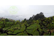Terreno Rstico - Ancede, Baio, Porto - Miniatura: 3/6