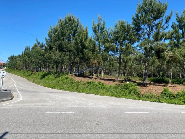 Terreno Rústico - Monte Real, Leiria, Leiria - Imagem grande