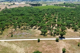 Terreno R�stico - Poceir�o, Palmela, Set�bal - Miniatura: 13/13